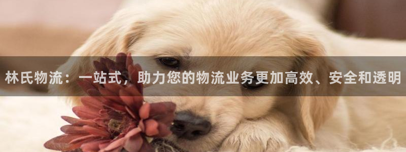 超凡国际注册链接教程：林氏物流：一站