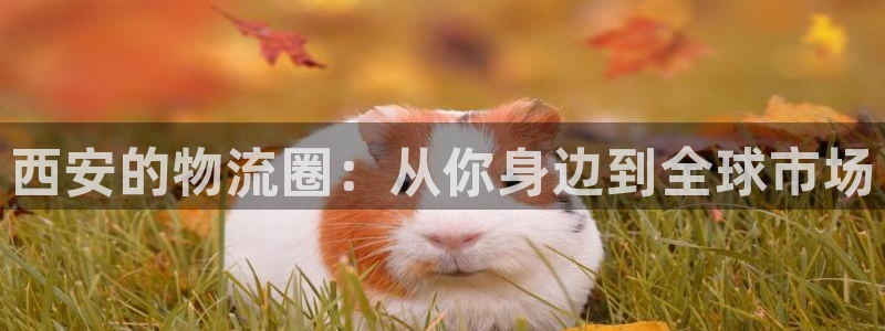 超凡国际可靠吗：西安的物流圈：从你身